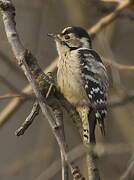 Lesser Spotted Woodpecker