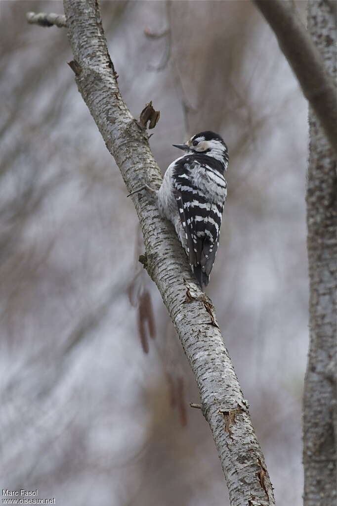 Lesser Spotted Woodpecker female adult, identification