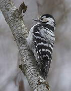 Lesser Spotted Woodpecker