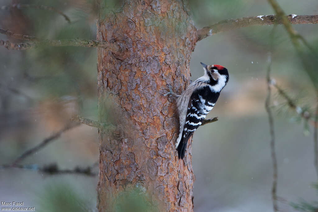 Lesser Spotted Woodpecker male adult, identification