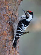 Lesser Spotted Woodpecker