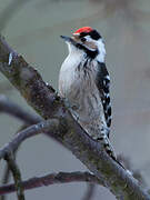 Lesser Spotted Woodpecker