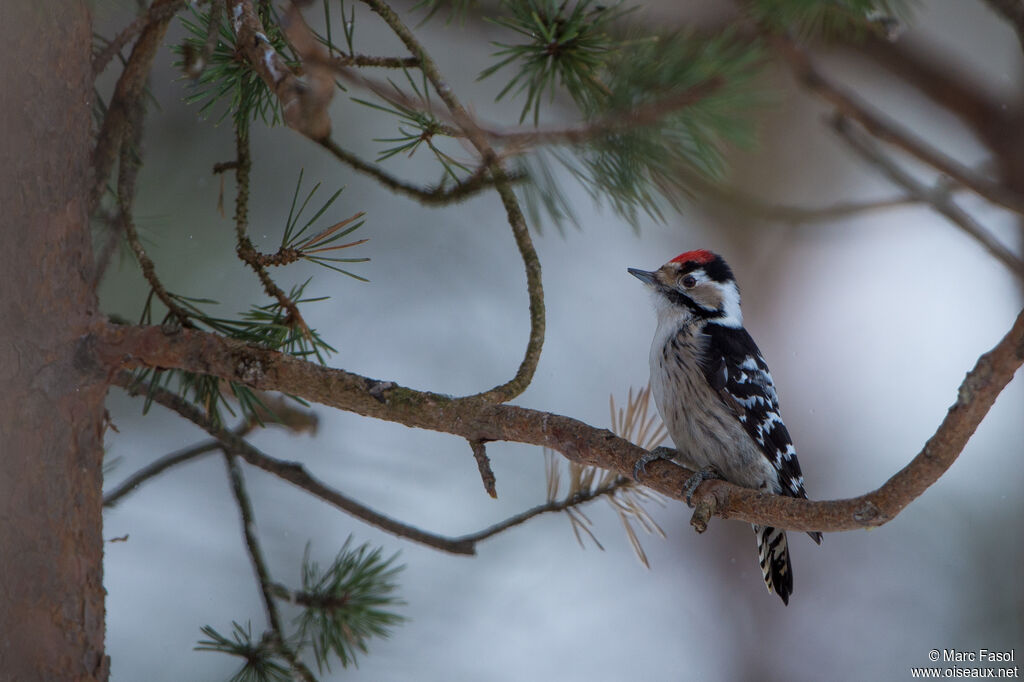 Lesser Spotted Woodpecker male adult, identification