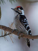 Lesser Spotted Woodpecker