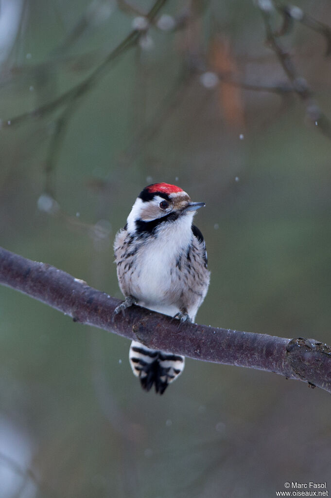 Lesser Spotted Woodpecker male adult breeding, identification