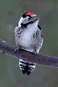 Lesser Spotted Woodpecker