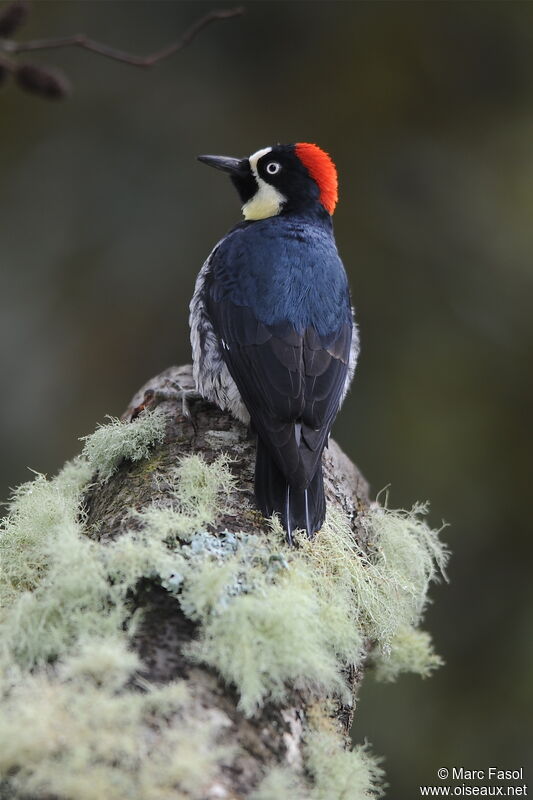 Acorn Woodpecker female adult, identification