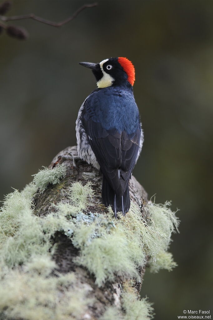 Acorn Woodpecker female adult, identification