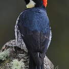 Pic glandivore