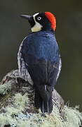 Acorn Woodpecker