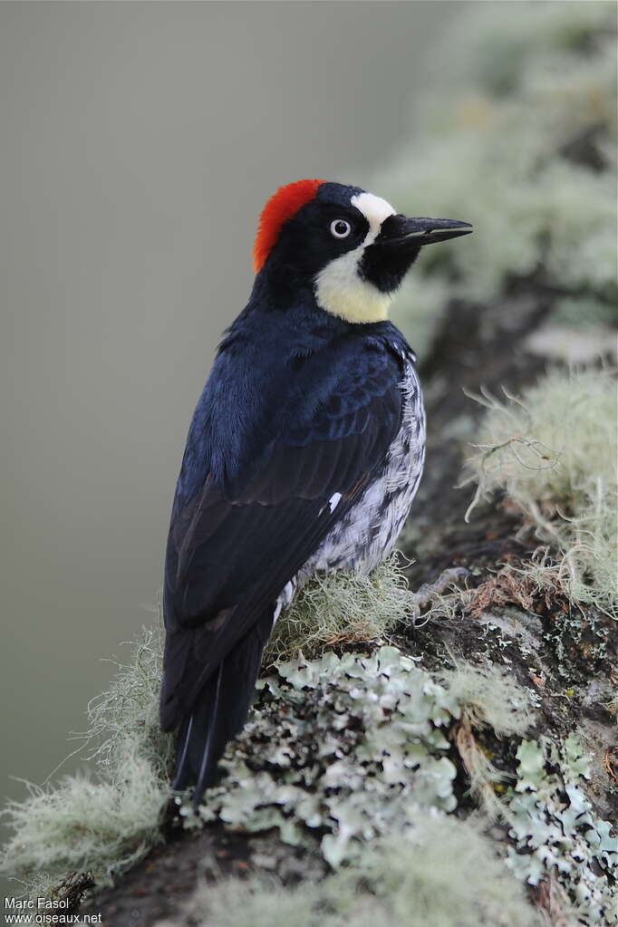 Acorn Woodpecker female adult, identification