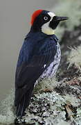 Acorn Woodpecker