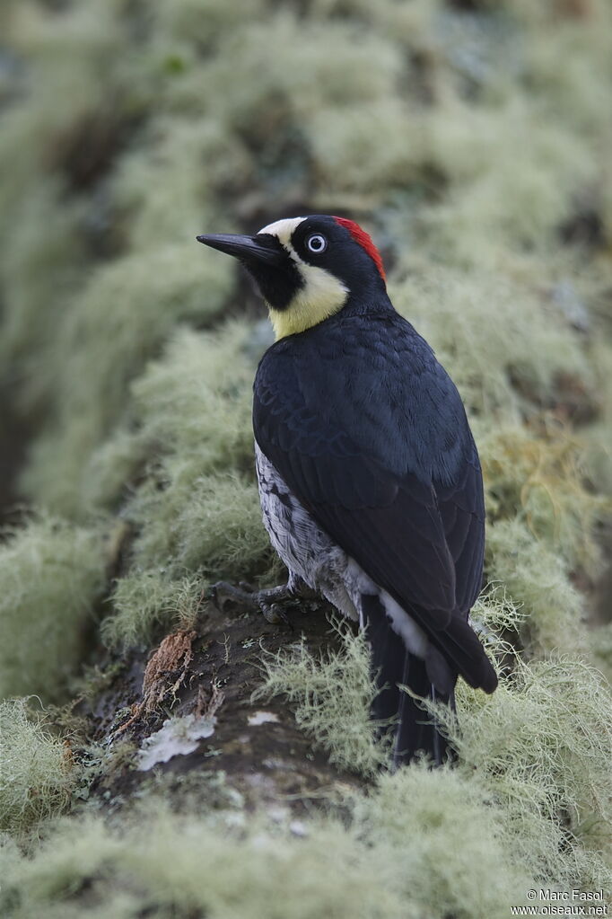 Pic glandivore femelle adulte, identification