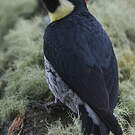Pic glandivore