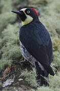 Acorn Woodpecker