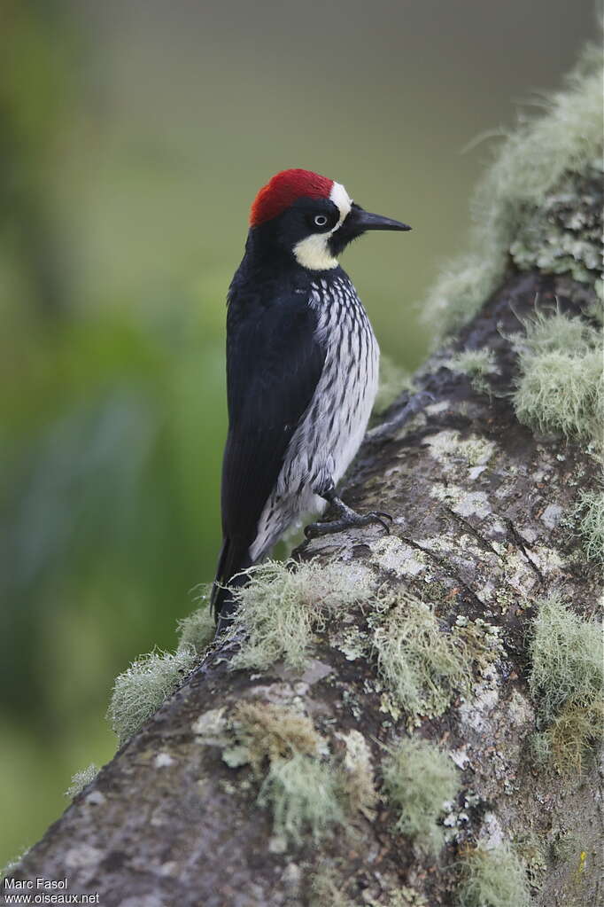 Acorn Woodpecker male adult, close-up portrait