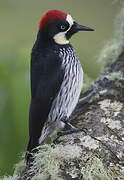 Acorn Woodpecker