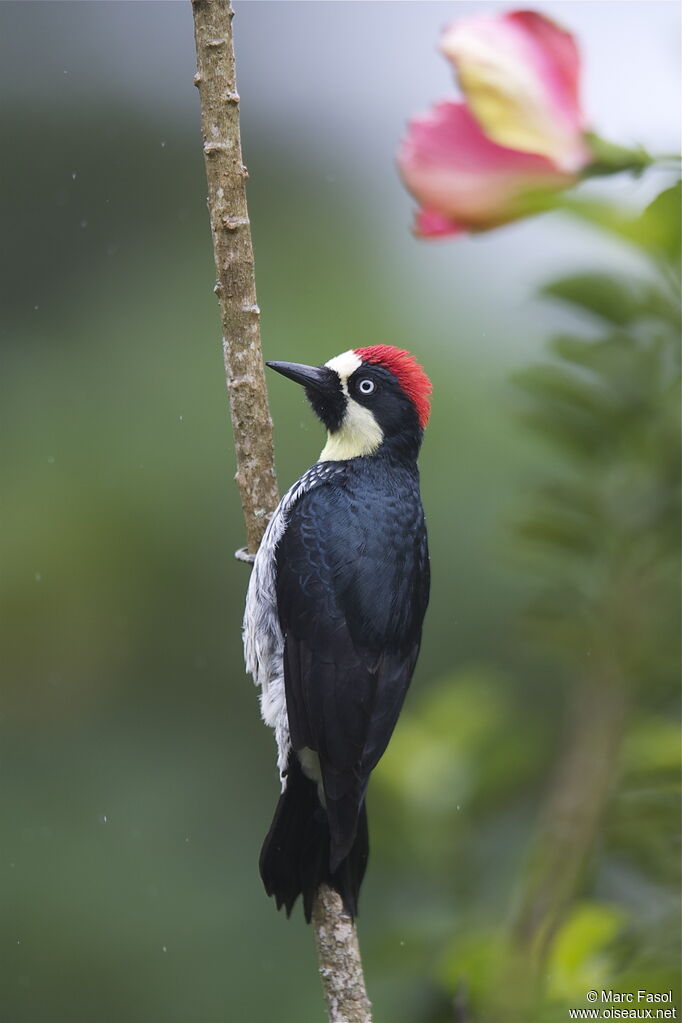 Acorn Woodpecker male adult, identification