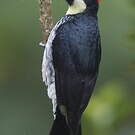 Pic glandivore