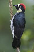 Acorn Woodpecker