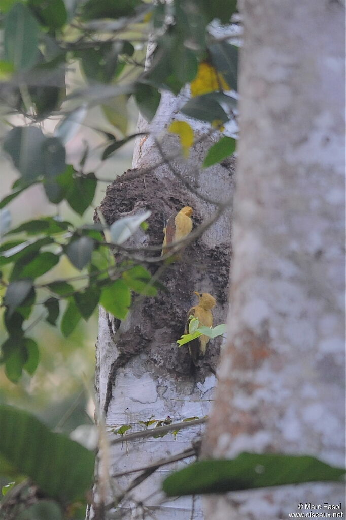 Cream-colored Woodpecker adult, identification, feeding habits, Behaviour