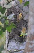 Cream-colored Woodpecker