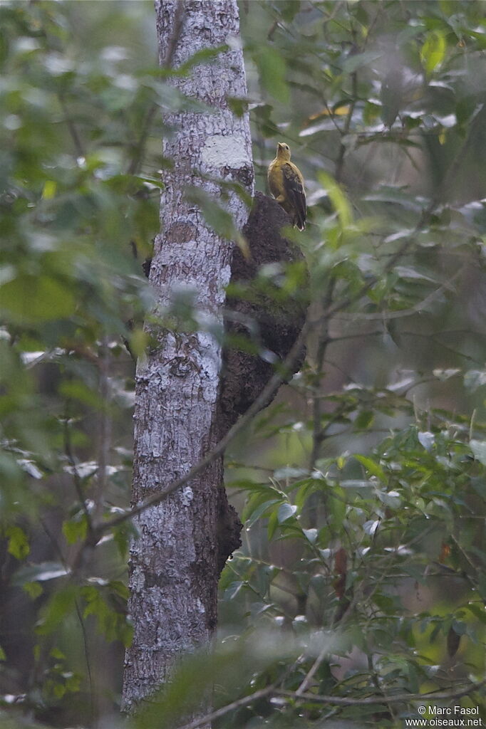 Cream-colored Woodpecker, identification, feeding habits