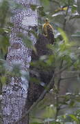 Cream-colored Woodpecker