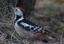 Middle Spotted Woodpecker