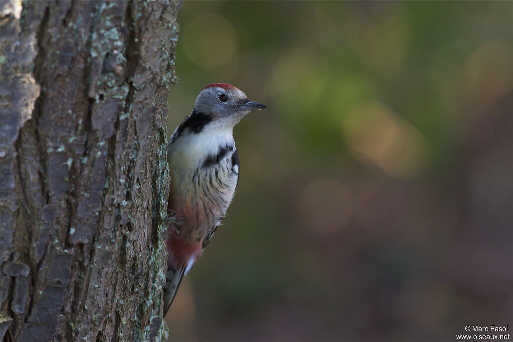 Middle Spotted Woodpecker female adult post breeding, identification