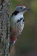 Middle Spotted Woodpecker