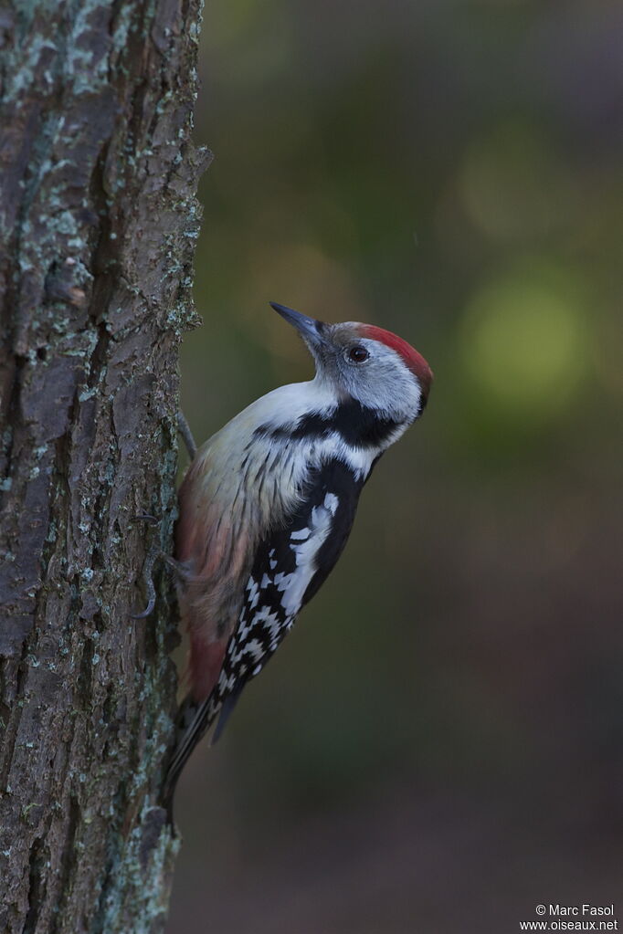 Middle Spotted Woodpecker, identification, Behaviour