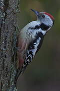 Middle Spotted Woodpecker