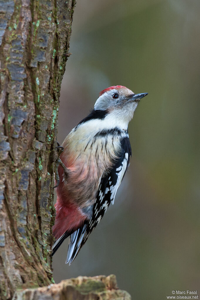 Middle Spotted Woodpeckeradult, identification