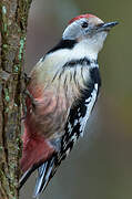 Middle Spotted Woodpecker