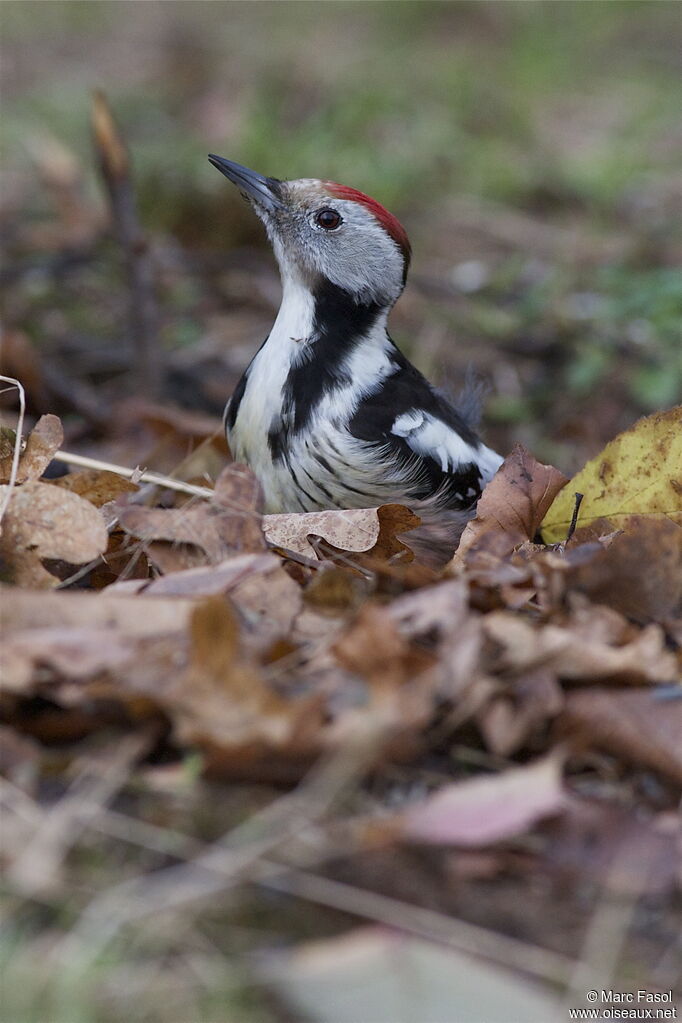 Middle Spotted Woodpecker female adult post breeding, identification, feeding habits, Behaviour