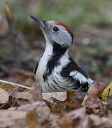 Middle Spotted Woodpecker