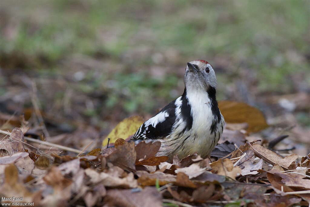 Middle Spotted Woodpecker female adult post breeding, identification, Behaviour