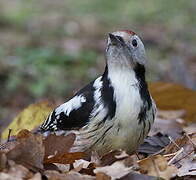 Middle Spotted Woodpecker