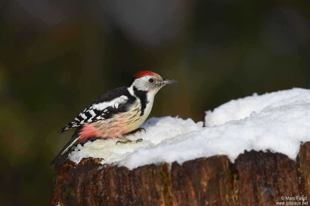 Middle Spotted Woodpeckeradult post breeding, identification