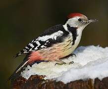 Middle Spotted Woodpecker