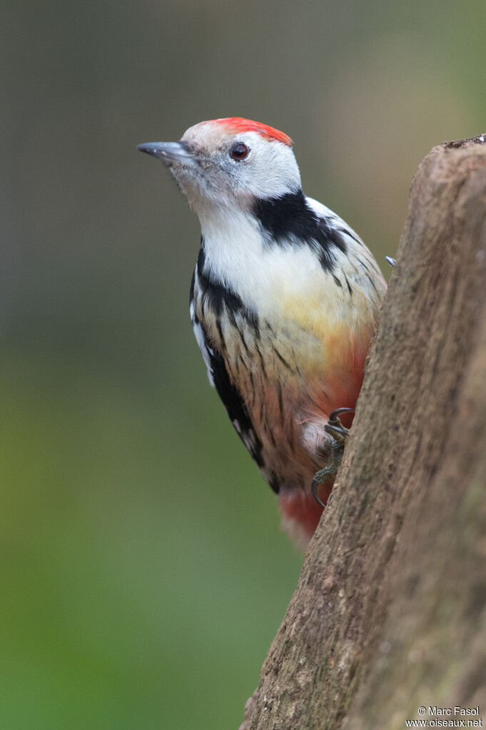 Pic mar femelle adulte, identification, Comportement