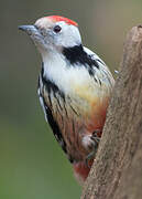 Middle Spotted Woodpecker