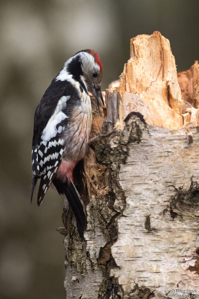 Middle Spotted Woodpecker female adult post breeding, identification, feeding habits, Behaviour