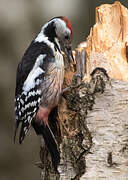 Middle Spotted Woodpecker