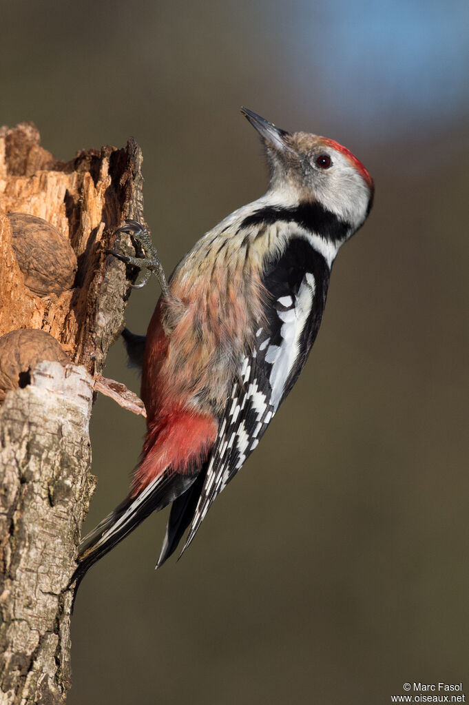 Middle Spotted Woodpecker female adult post breeding