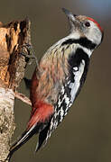 Middle Spotted Woodpecker