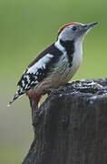 Middle Spotted Woodpecker