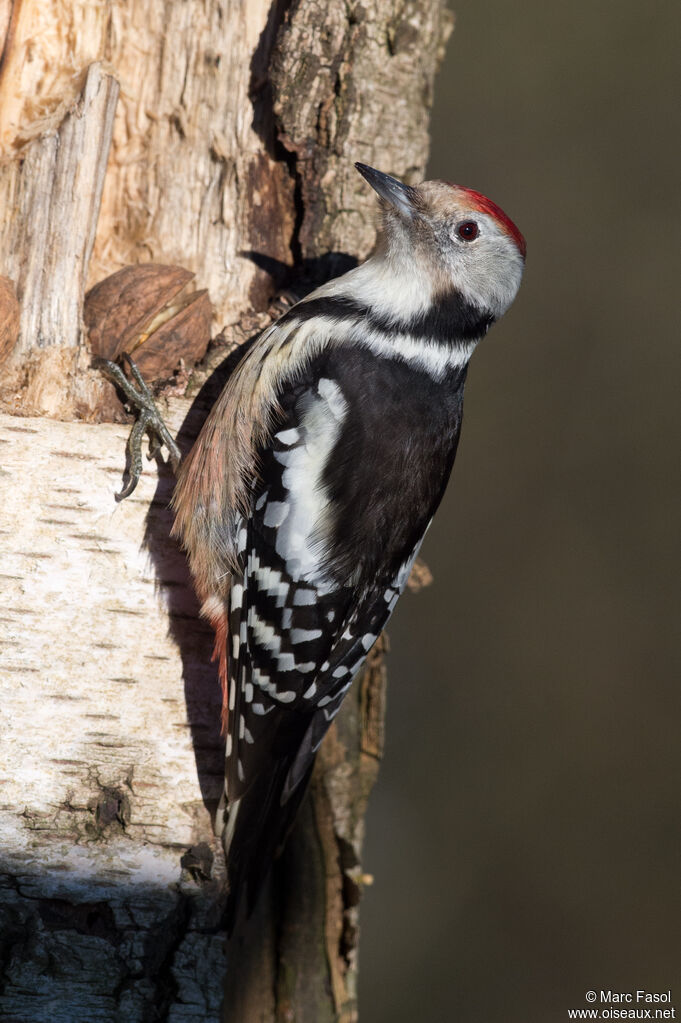 Middle Spotted Woodpecker female adult, eats