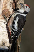 Middle Spotted Woodpecker